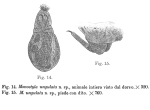Lecane ungulata