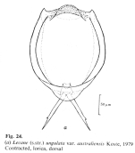 Lecane ungulata australiensis - Original description image