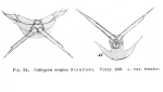 Lecane ungulata var. tenuior