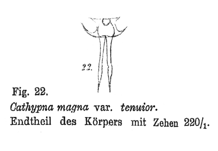 Lecane ungulata var. tenuior - Original description image