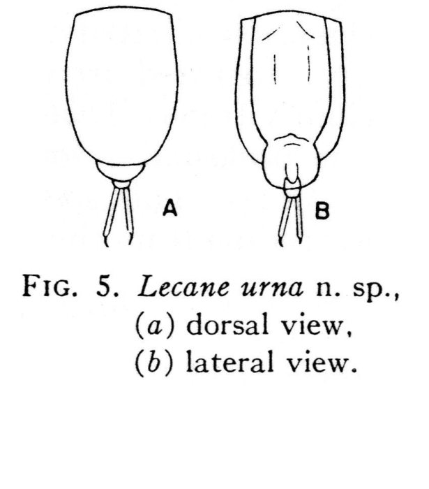 Lecane urna - Original description image