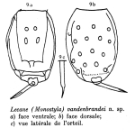 Lecane vandenbrandei - Original description image