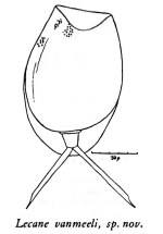 Lecane vanmeeli - Original description image