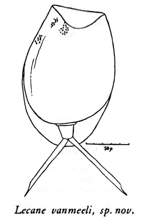 Lecane vanmeeli - Original description image
