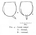 Lecane vanoyei