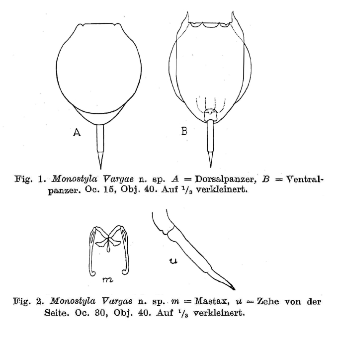 Lecane vargai - Original description image
