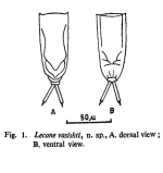 Lecane vasishti - Original description image