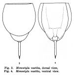 Lecane vastita - Original description image