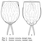 Lecane venusta - Original description image