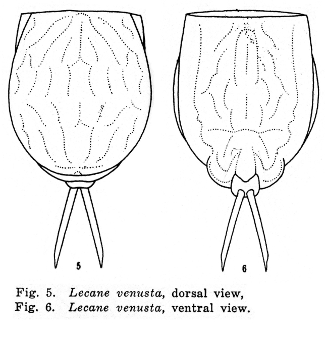 Lecane venusta - Original description image