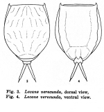 Lecane verecunda - Original description image
