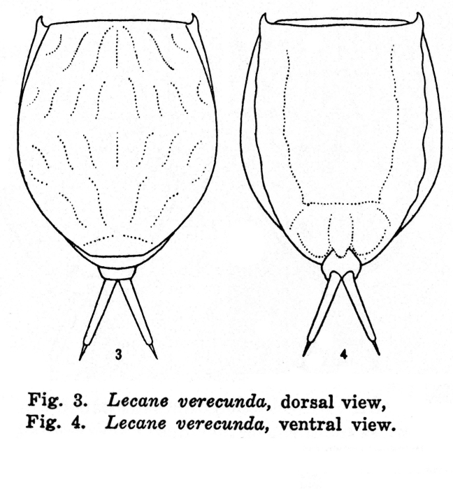 Lecane verecunda - Original description image