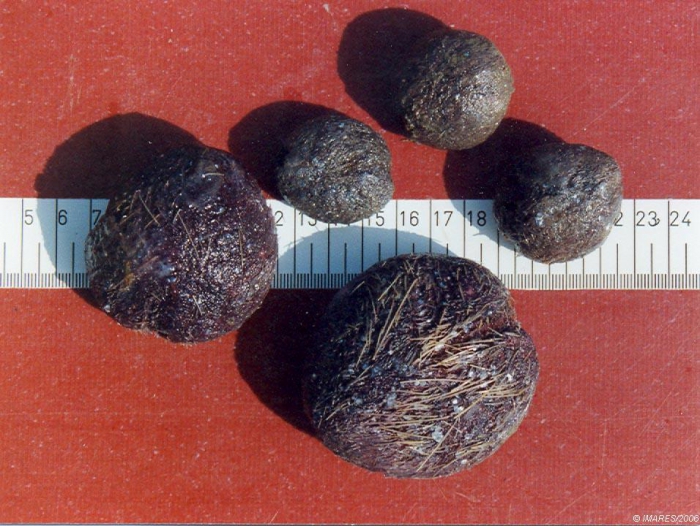Spatangus sp. Spatangus sp.