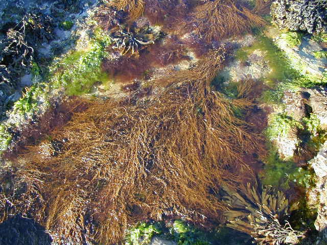 Sargassum muticum (Yendo) Fensholt, 1955