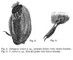 Lecane weberi