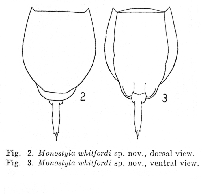 Lecane whitfordi - Original description image