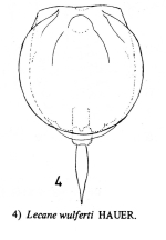 Lecane wulferti