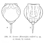 Lecane wulferti - Original description image