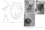 Lecane yamunensis