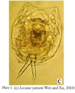 Lecane yatseni