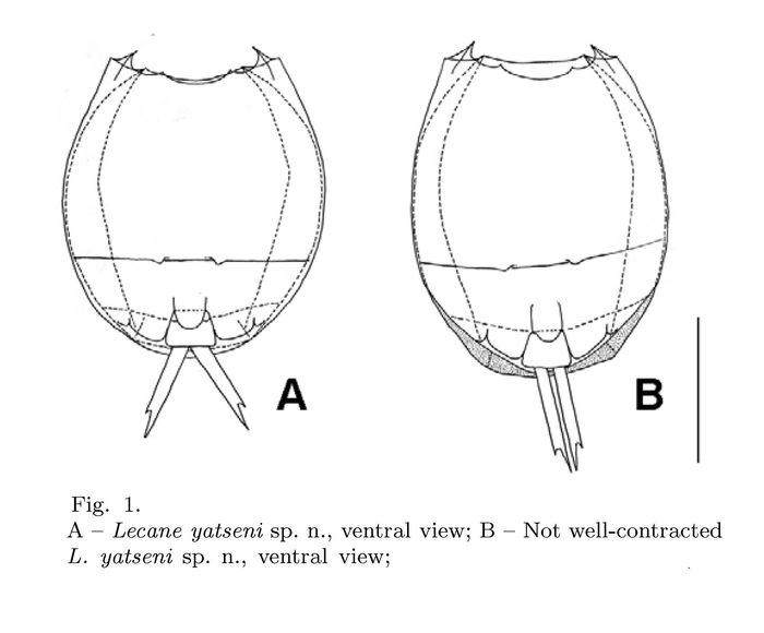 Lecane yatseni - Original description image