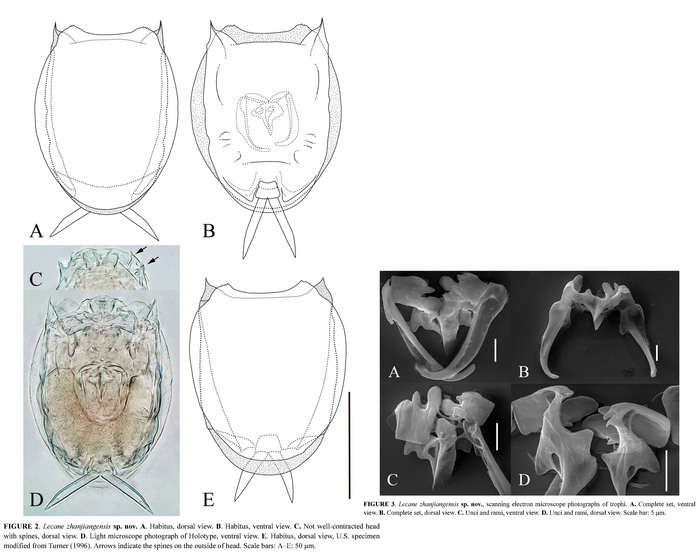 Lecane zhanjiangensis - Original description image