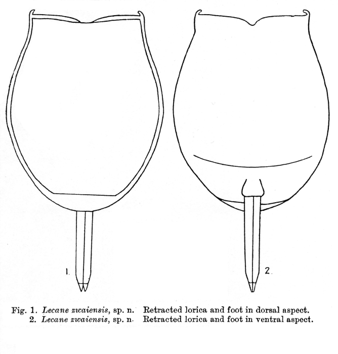 Lecane zwaiensis - Original description image