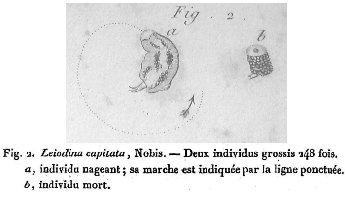 Leiodina capitata - Original description image