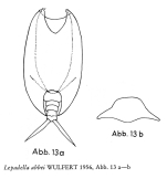 Lepadella abbei
