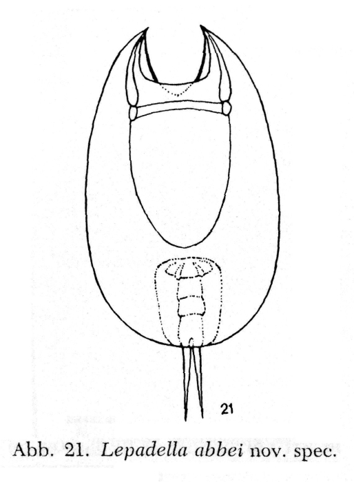 Lepadella abbei - Original description image