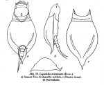 Lepadella acuminata