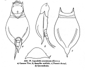 Lepadella acuminata