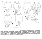 Lepadella acuminata