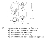 Lepadella acuminata