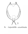 Lepadella acuminata