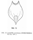 Lepadella acuminata