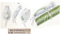 Lepadella acuminata