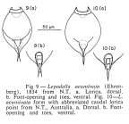 Lepadella acuminata