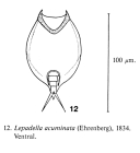 Lepadella acuminata