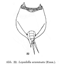 Lepadella acuminata