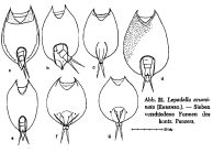 Lepadella acuminata