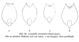 Lepadella acuminata