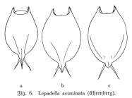 Lepadella acuminata