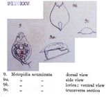 Lepadella acuminata