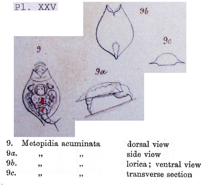 Lepadella acuminata Lepadella acuminata