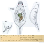 Lepadella acuminata
