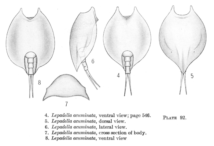 Lepadella acuminata Lepadella acuminata
