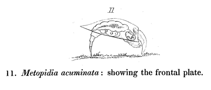 Lepadella acuminata Lepadella acuminata