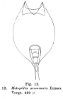 Lepadella acuminata