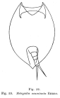 Lepadella acuminata